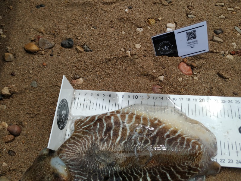 Fish Measure Picture